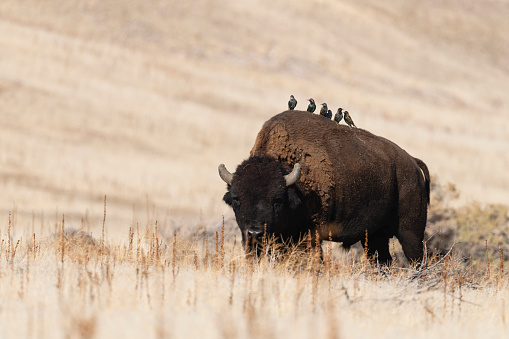 Herd of Bison in the Hayden Valley, Yellowstone National park.