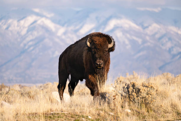 istock American Bison, buffalo, big male 1823004681