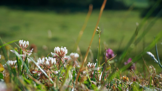 Flower meadow, close-up, copy space - Stock photo
