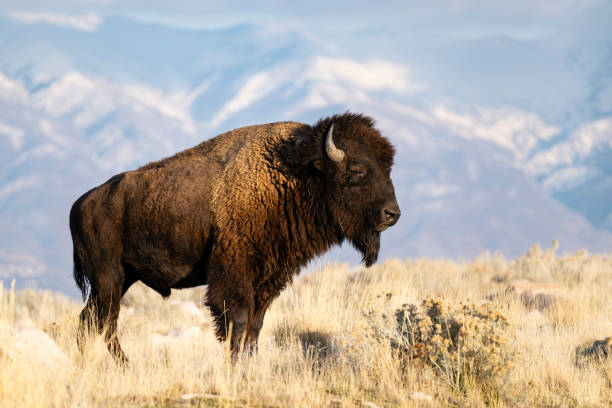 istock American Bison, buffalo, big male 1823005248