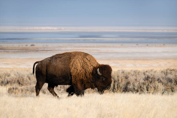 istock American Bison, buffalo, big male walking 1823005254