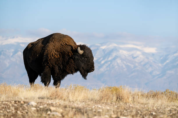 istock American Bison, buffalo, big male 1823006868