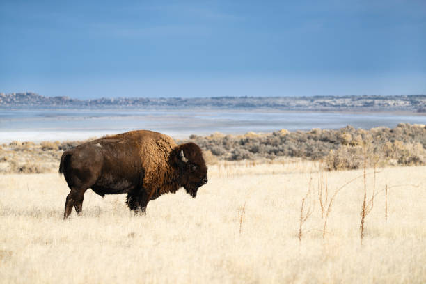 istock American Bison, buffalo, big male 1823006876