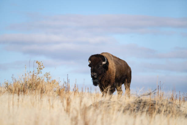 istock American Bison, buffalo, big male 1823007298