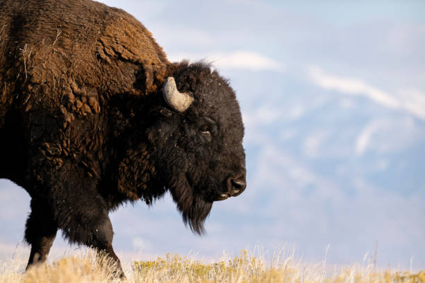istock American Bison, buffalo, big male headshot 1823007446