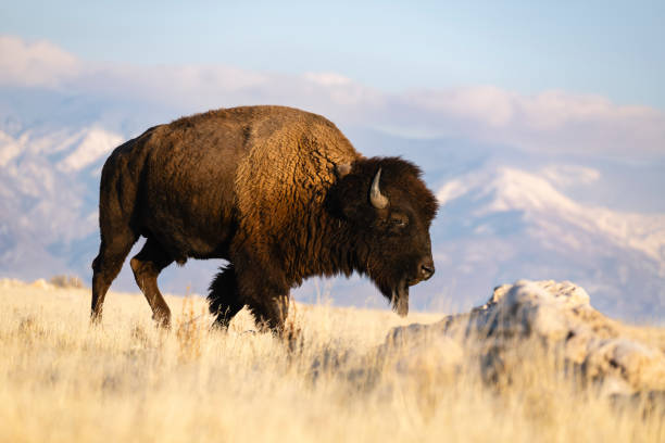 istock American Bison, buffalo, big male walking 1823007450