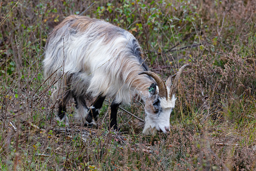 Daytime side/front-view close-up of a single Dutch Landrace goat, grazing in moorland with its head down to the ground