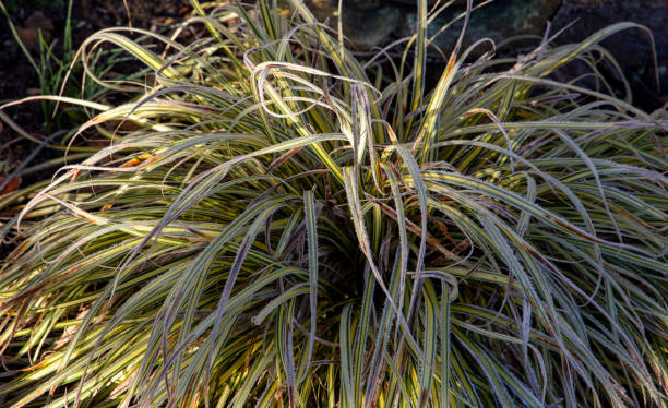 carex oshimensis evergold - carex zdjęcia i obrazy z banku zdjęć