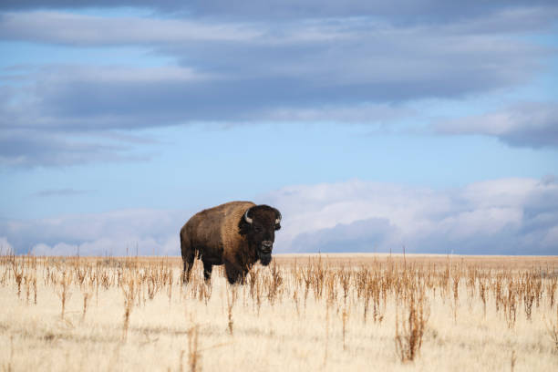 American Bison, buffalo, big male