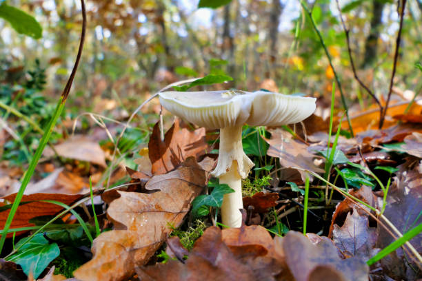 istock Amanita phalloides 1823012918