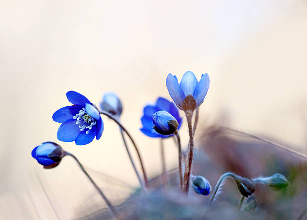 anémone hepatica - nobilis photos et images de collection