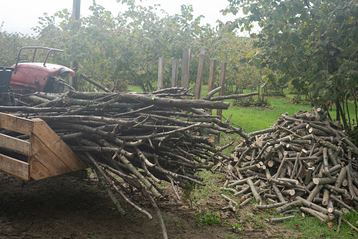 Firewood and logs.