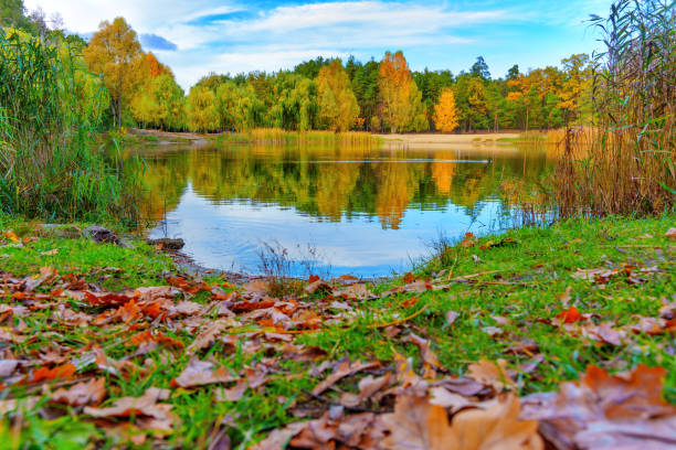 Scenic view of a serene pond in an autumn park, adorned with fallen leaves, vibrant trees and a clear blue sky.