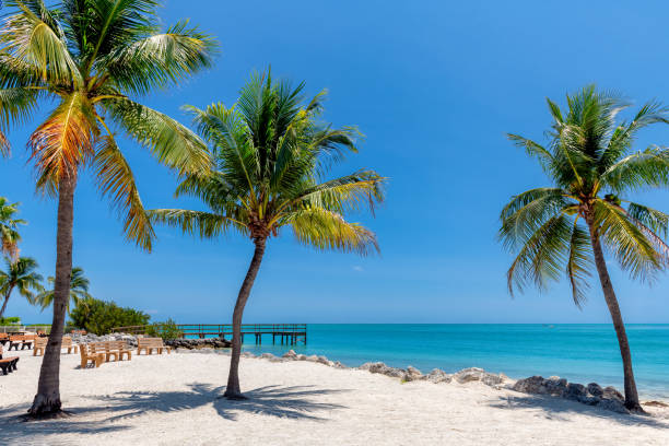 istock Palm trees on beautiful beach in tropical island, Key Largo. Florida 1823031178