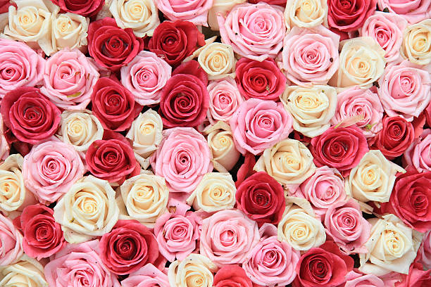 istock White and pink roses in arrangement 182303159