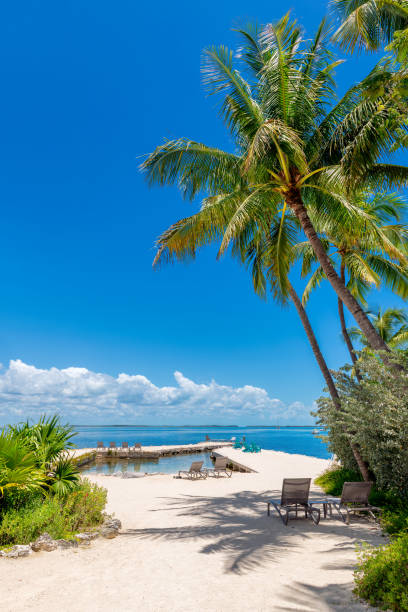 Palm trees and pier in beautiful beach in tropical island Palm trees and pier in beautiful beach in tropical island, Key Largo. Florida key largo stock pictures, royalty-free photos & images