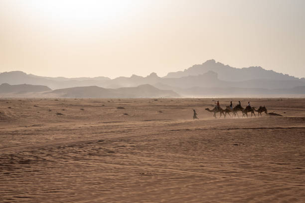 istock A herd of camels in the desert 1823035952