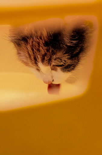 Cat drinking water from big wash basin, tongue stuck out. Close-up, muzzle, yellow foggy background.