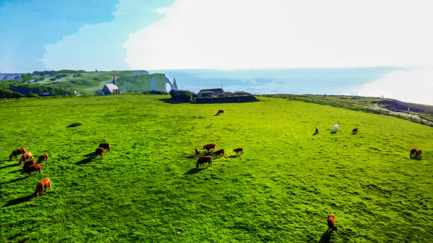 Idyllic view on cows  grazing on Normandian coast, eating fresh grass. Adult cows and calves in May day on fresh green grass field . in distance, part of Christian church and over a long distance - Falaise d'Avaln in Etretat