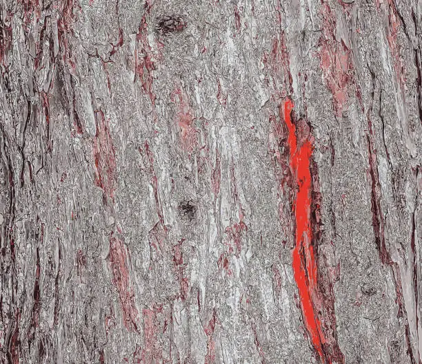 Vector illustration of Vector illustration of Larix decidua or European Larch bark texture. Close up.