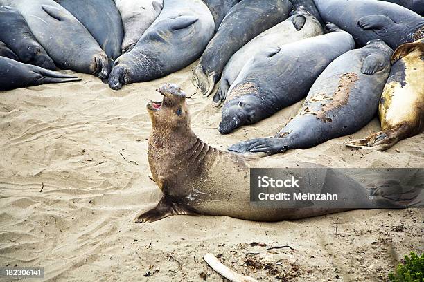 Maschio Seelion In Spiaggia - Fotografie stock e altre immagini di Ambientazione esterna - Ambientazione esterna, Animale, Animale maschio