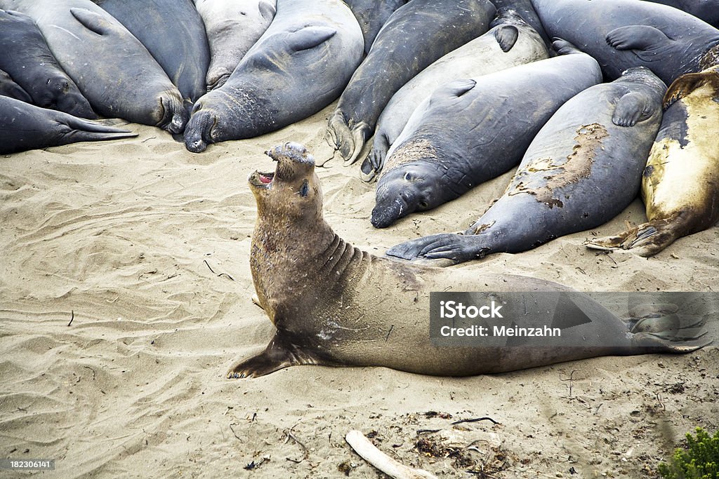 Mężczyzna Seelion na plaży - Zbiór zdjęć royalty-free (Brązowy)