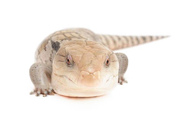 istock Blue Tongued Skink 182306238