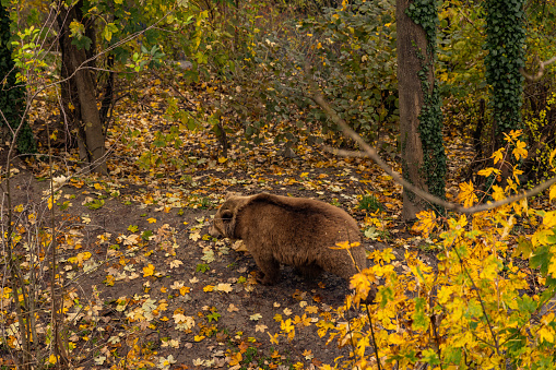 Bear in Bear Pit in Bern, Switzerland. Bear is a symbol of Bern city Autumn