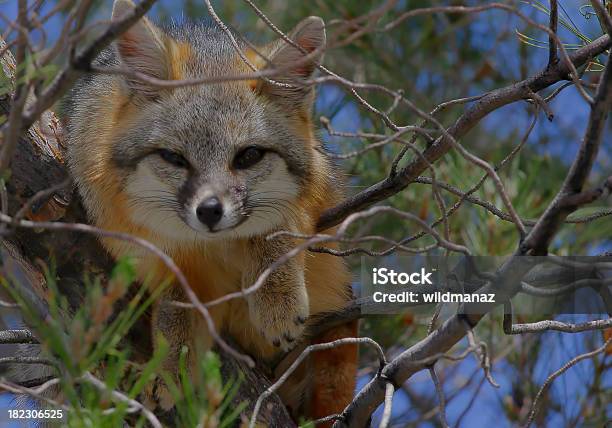 Chillin - Fotografias de stock e mais imagens de Raposa-cinzenta - Raposa-cinzenta, Árvore, Arizona