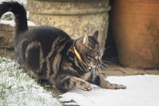 Young tabby cat playing outside in the snow