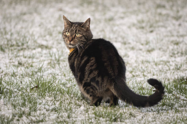 istock Young tabby cat playing outside in the snow 1823065714