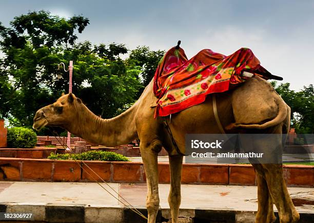 Camel Eingerichtet Für Eine Fahrt In Jaipur Stockfoto und mehr Bilder von Bundesstaat Rajasthan - Bundesstaat Rajasthan, Einzelhandel - Konsum, Entdeckung