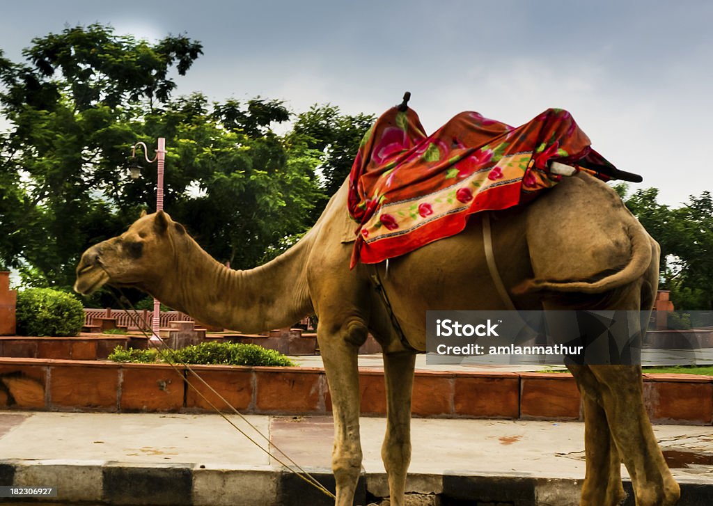 Wielbłąd urządzone transport w jaipur - Zbiór zdjęć royalty-free (Atrakcja w wesołym miasteczku)