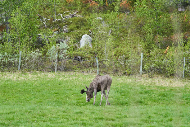 istock Scandinavian Moose with antlers standing on a meadow 1823070967