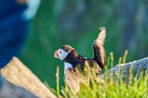 Cute and adorable Puffin seabird, fratercula, sitting in a breeding colony on high cliff at Runde island, a popular tourist destination for bird watching at the coastline of the north atlantic ocean in Norway.