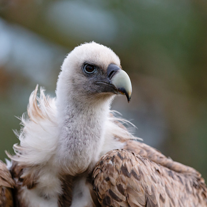 Closed up adult Himalayan griffon vulture or Himalayan vulture, low angle view, rear shot, standing on the agriculture field in nature of tropical climate, central Thailand.
