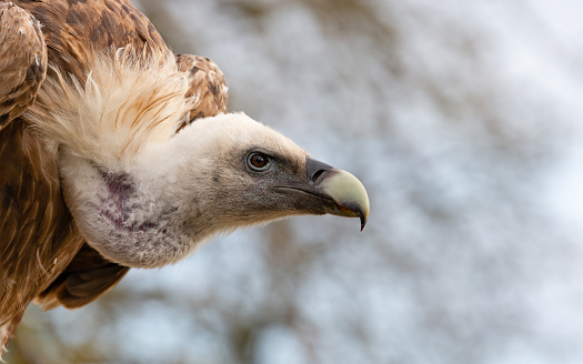 Daytime side-view portrait of a single Eurasian griffon vulture (Gyps fulvus) looking concentrated ahead (stationary - not in flight)