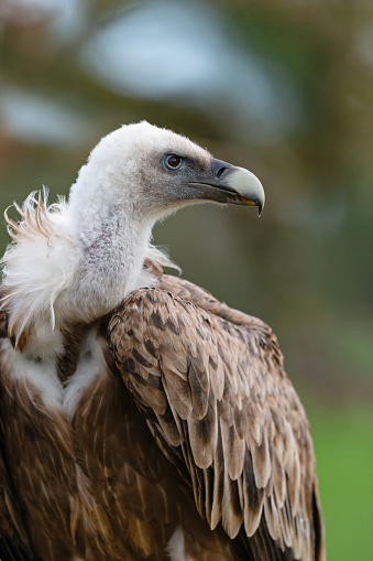 Daytime front-view portrait of a single Eurasian griffon vulture (Gyps fulvus) sitting still with its head turned looking concentrated to the side, shallow DOF with focus on the head