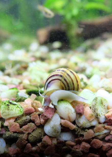 istock Aquarium snail Asolene spixi 1823075300