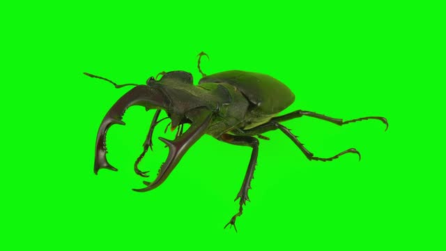 stag beetle isolated on green background set