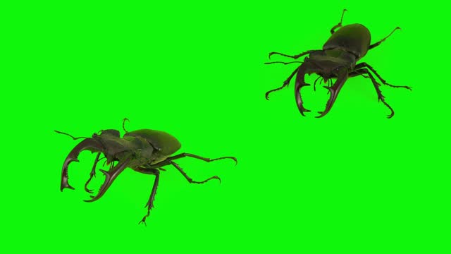 stag beetle isolated on green background set