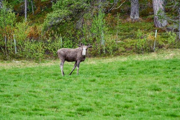 istock Scandinavian Moose with antlers standing on a meadow 1823085416