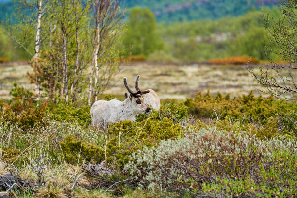 istock European Reindeer, Rangifer tarandus, also Caribou. 1823085834