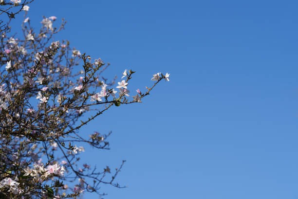View of tree with flowers with blue sky background and copy space