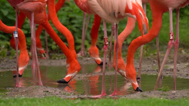 Group of Red Flamingo Feeding During Mating Season