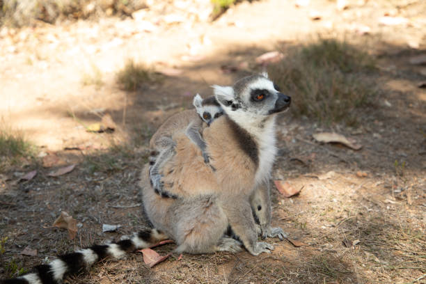 ring-tailed gray lemur in natural environment in private park Madagascar. Close-up cute primate. Funny cute smal animal