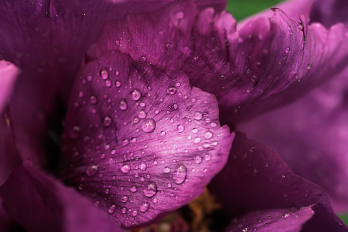 Close-Up Of Water Drops On Flower Bud. Peony on green background. Copy space
