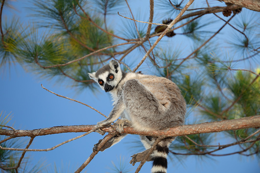 Lemur, native to Madagascar, Sitting on a Branch of Tree