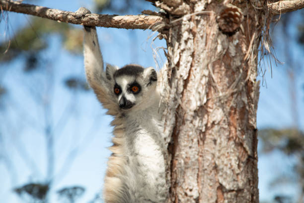 ring-tailed gray lemur in natural environment in private park Madagascar. Close-up cute primate. Funny cute smal animal