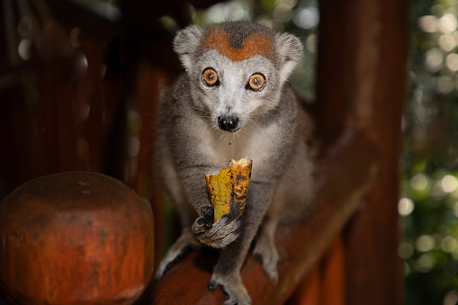 Crowned lemur (Eulemur Coronatus), endemic animal from Madagascar. Palmarium park hotel. selective focus cute funny gray animal with red pattern on head.